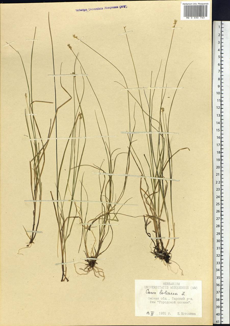 Carex loliacea L., Siberia, Western Siberia (S1) (Russia)