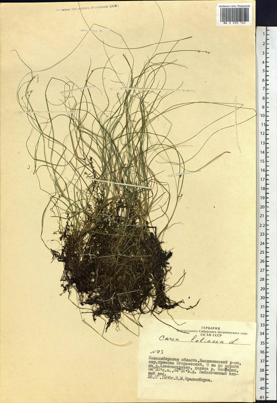 Carex loliacea L., Siberia, Western Siberia (S1) (Russia)