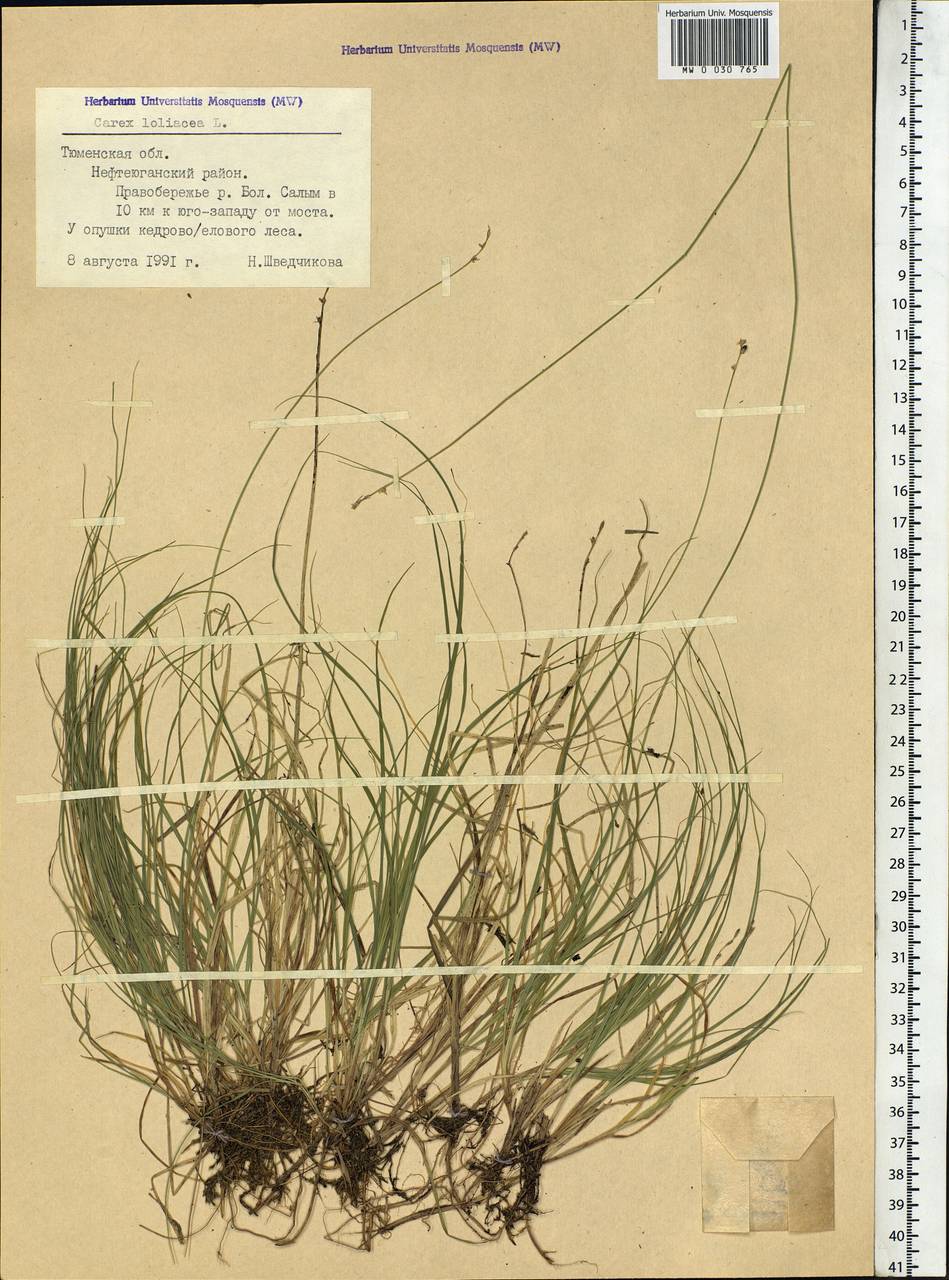 Carex loliacea L., Siberia, Western Siberia (S1) (Russia)