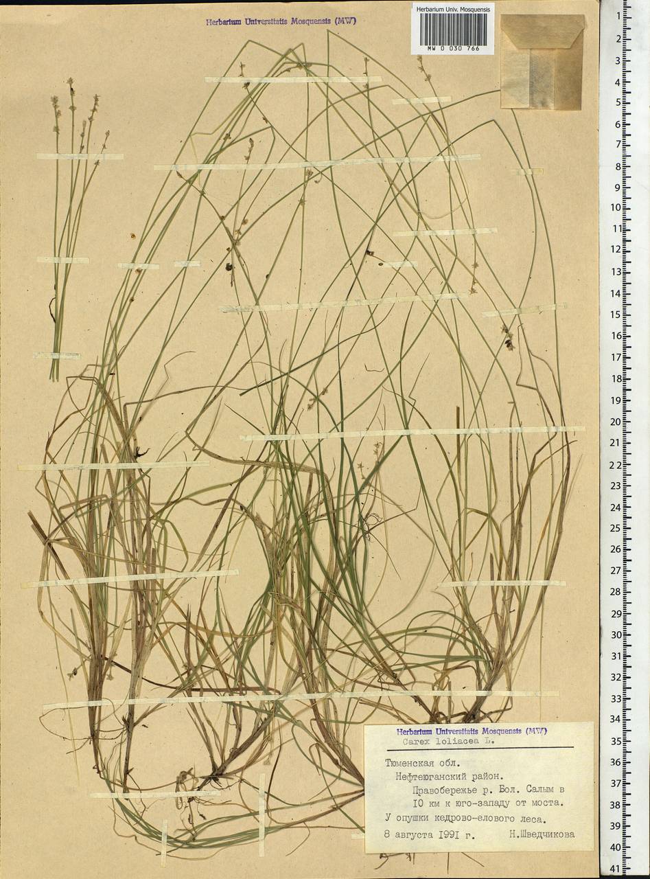 Carex loliacea L., Siberia, Western Siberia (S1) (Russia)