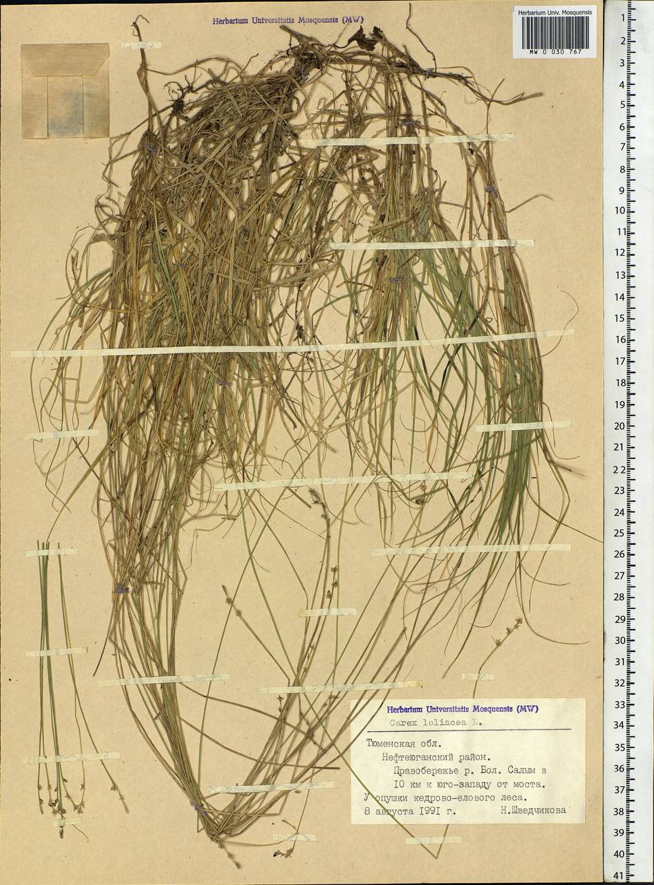 Carex loliacea L., Siberia, Western Siberia (S1) (Russia)