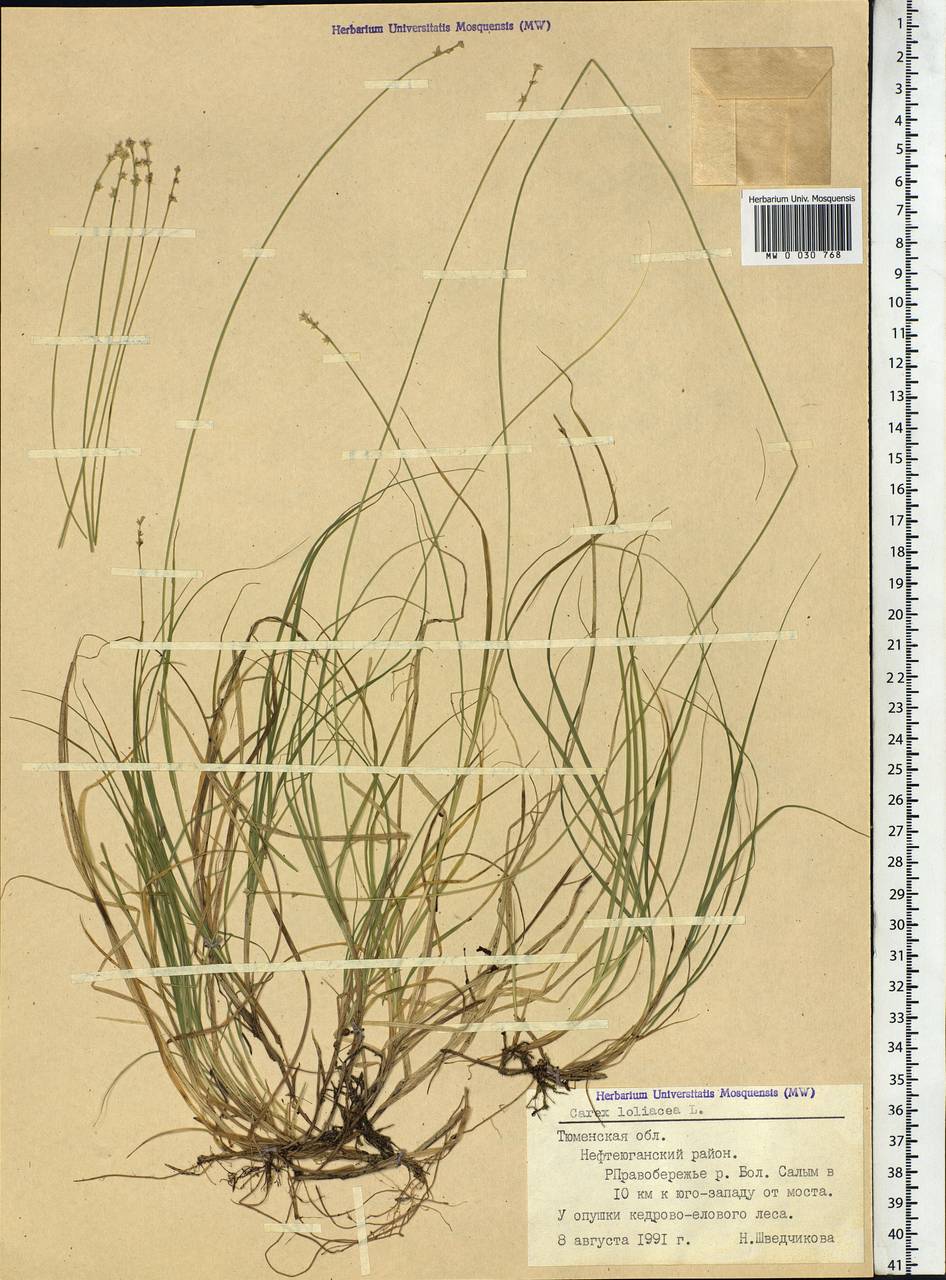 Carex loliacea L., Siberia, Western Siberia (S1) (Russia)
