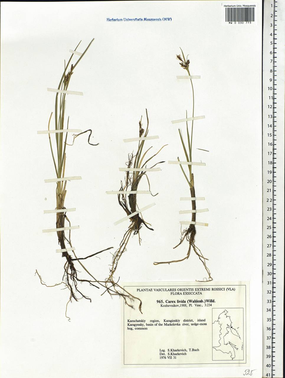 Carex livida (Wahlenb.) Willd., Siberia, Chukotka & Kamchatka (S7) (Russia)
