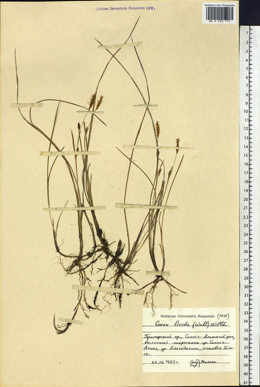 Carex livida (Wahlenb.) Willd., Siberia, Russian Far East (S6) (Russia)