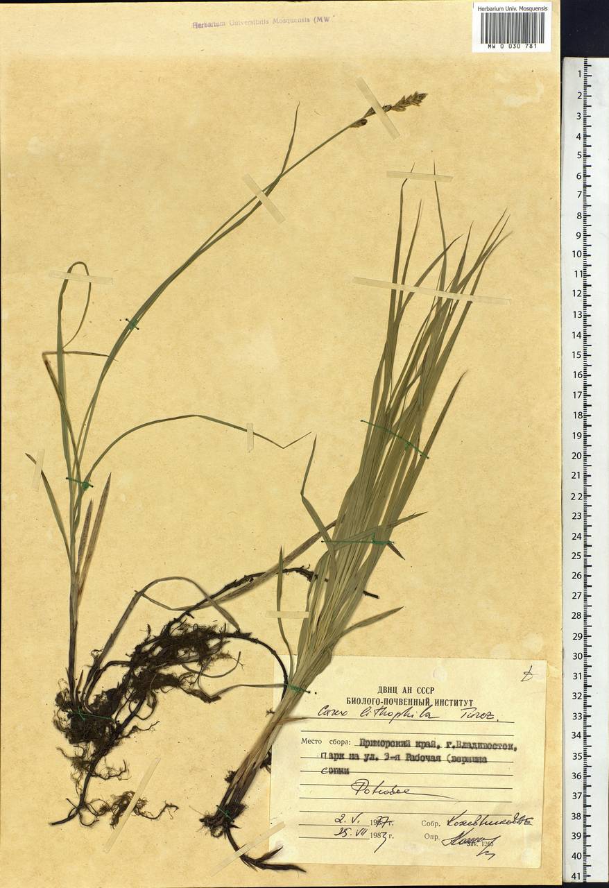 Carex lithophila Turcz., Siberia, Russian Far East (S6) (Russia)
