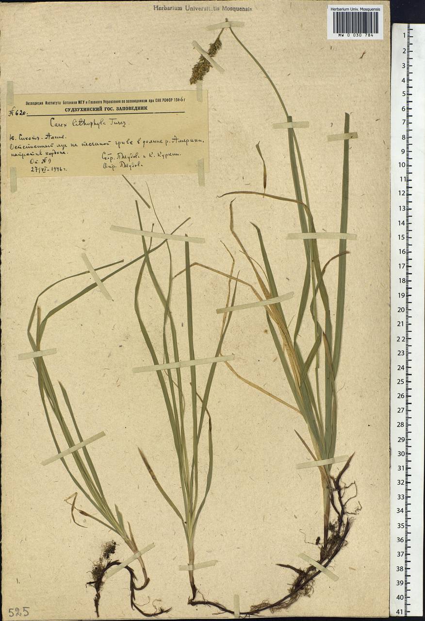 Carex lithophila Turcz., Siberia, Russian Far East (S6) (Russia)