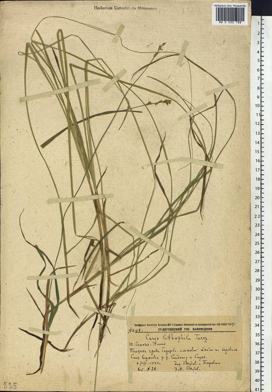 Carex lithophila Turcz., Siberia, Russian Far East (S6) (Russia)