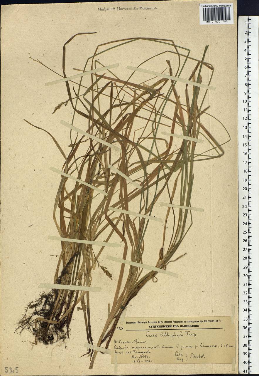 Carex lithophila Turcz., Siberia, Russian Far East (S6) (Russia)