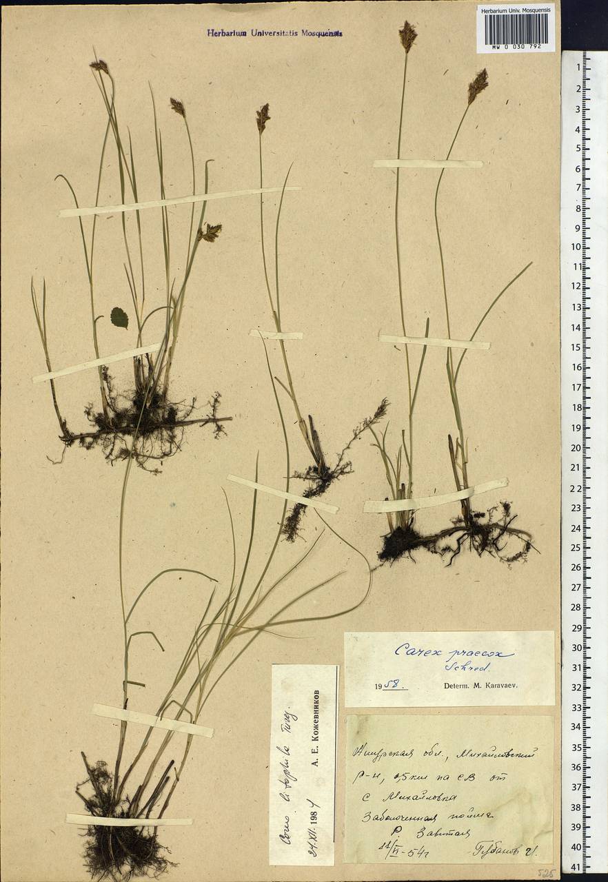 Carex lithophila Turcz., Siberia, Russian Far East (S6) (Russia)