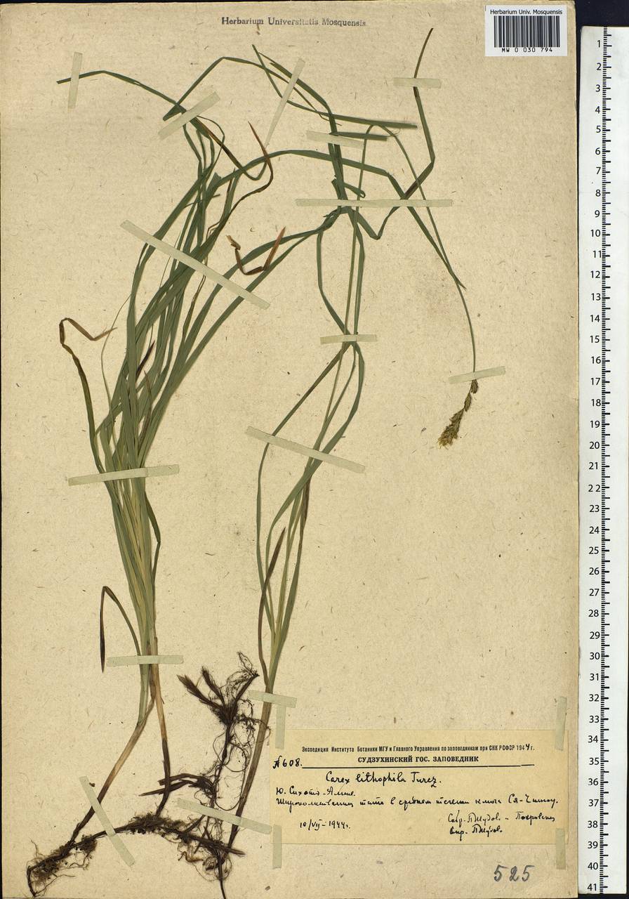 Carex lithophila Turcz., Siberia, Russian Far East (S6) (Russia)