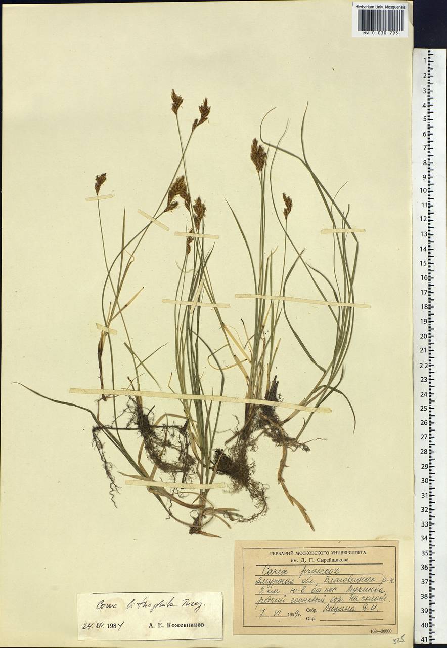 Carex lithophila Turcz., Siberia, Russian Far East (S6) (Russia)