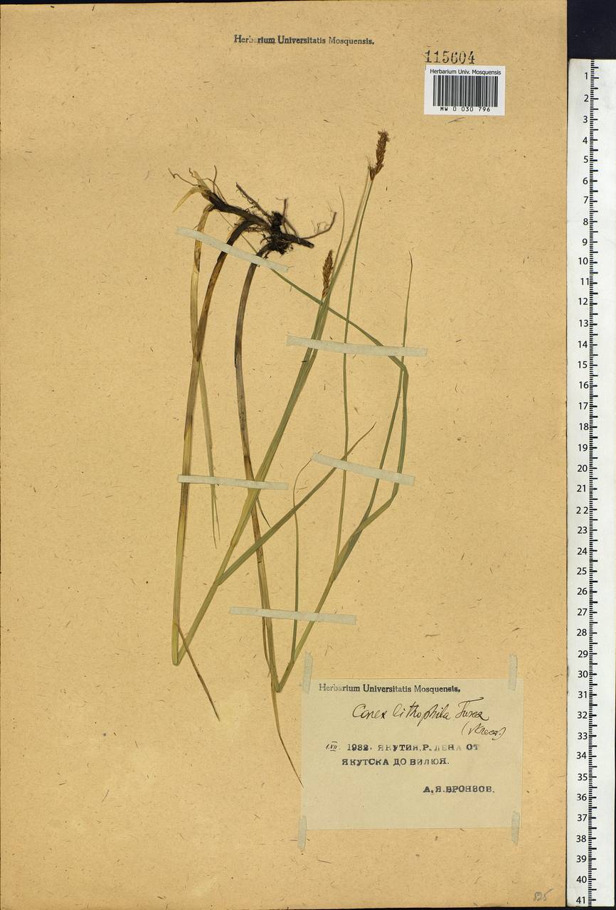 Carex lithophila Turcz., Siberia, Yakutia (S5) (Russia)