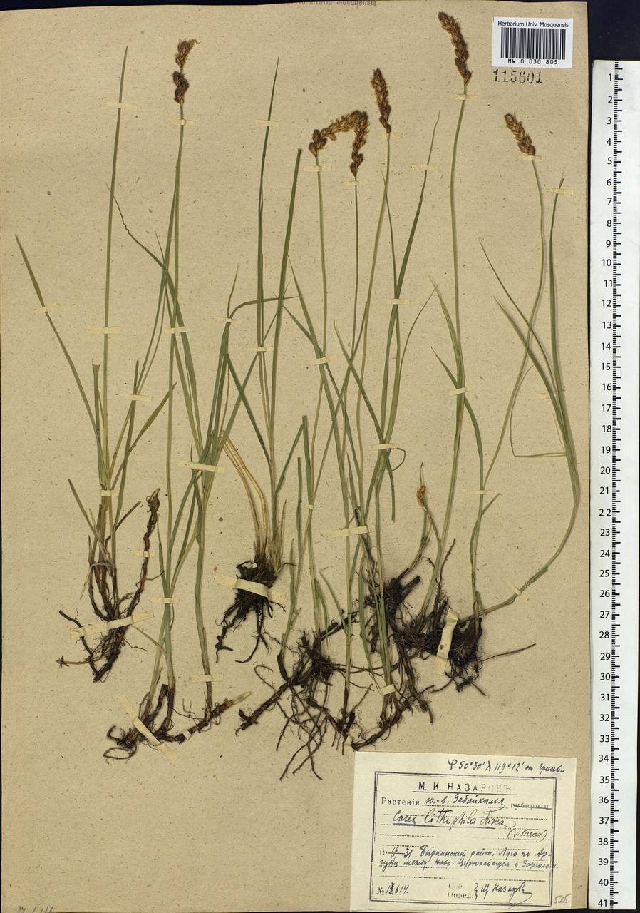 Carex lithophila Turcz., Siberia, Baikal & Transbaikal region (S4) (Russia)