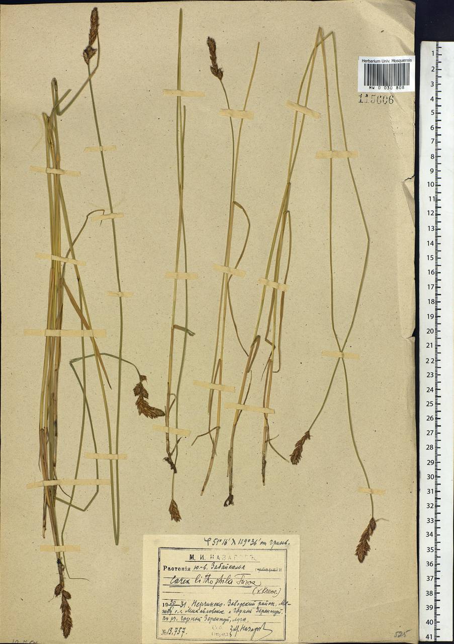 Carex lithophila Turcz., Siberia, Baikal & Transbaikal region (S4) (Russia)