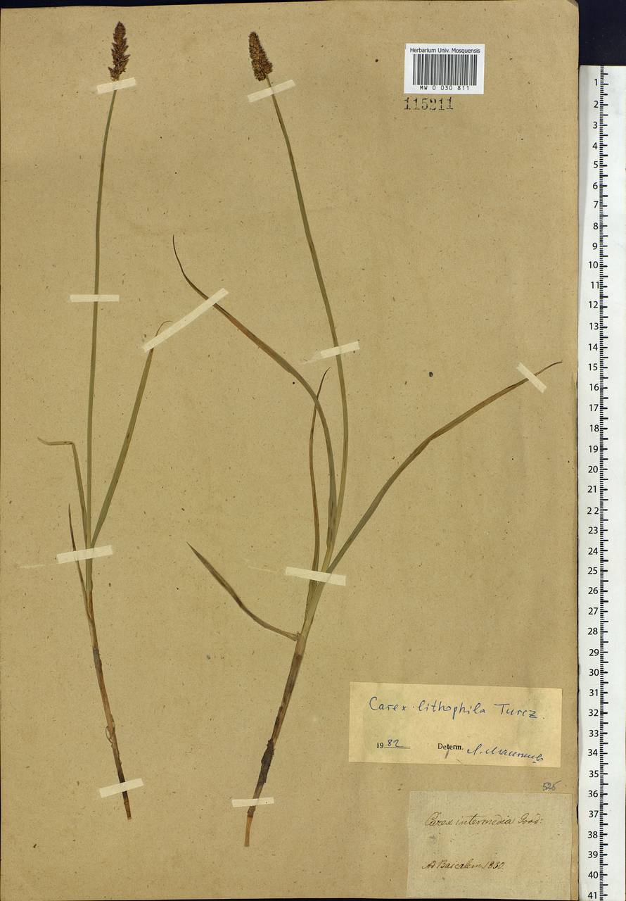 Carex lithophila Turcz., Siberia, Baikal & Transbaikal region (S4) (Russia)
