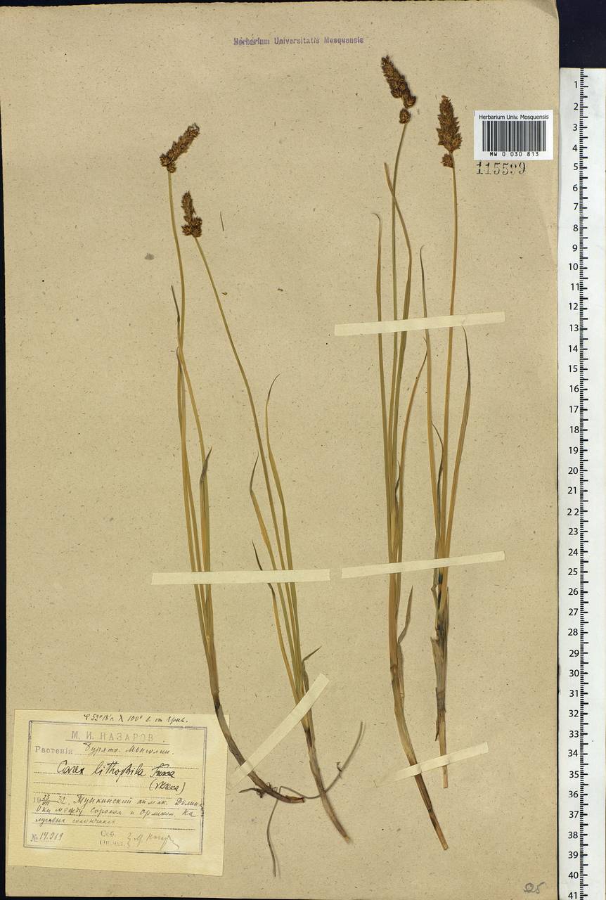 Carex lithophila Turcz., Siberia, Baikal & Transbaikal region (S4) (Russia)