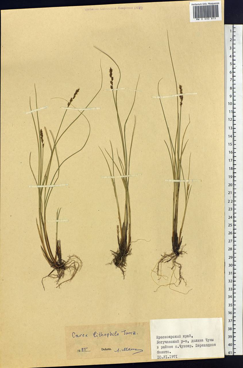 Carex lithophila Turcz., Siberia, Central Siberia (S3) (Russia)