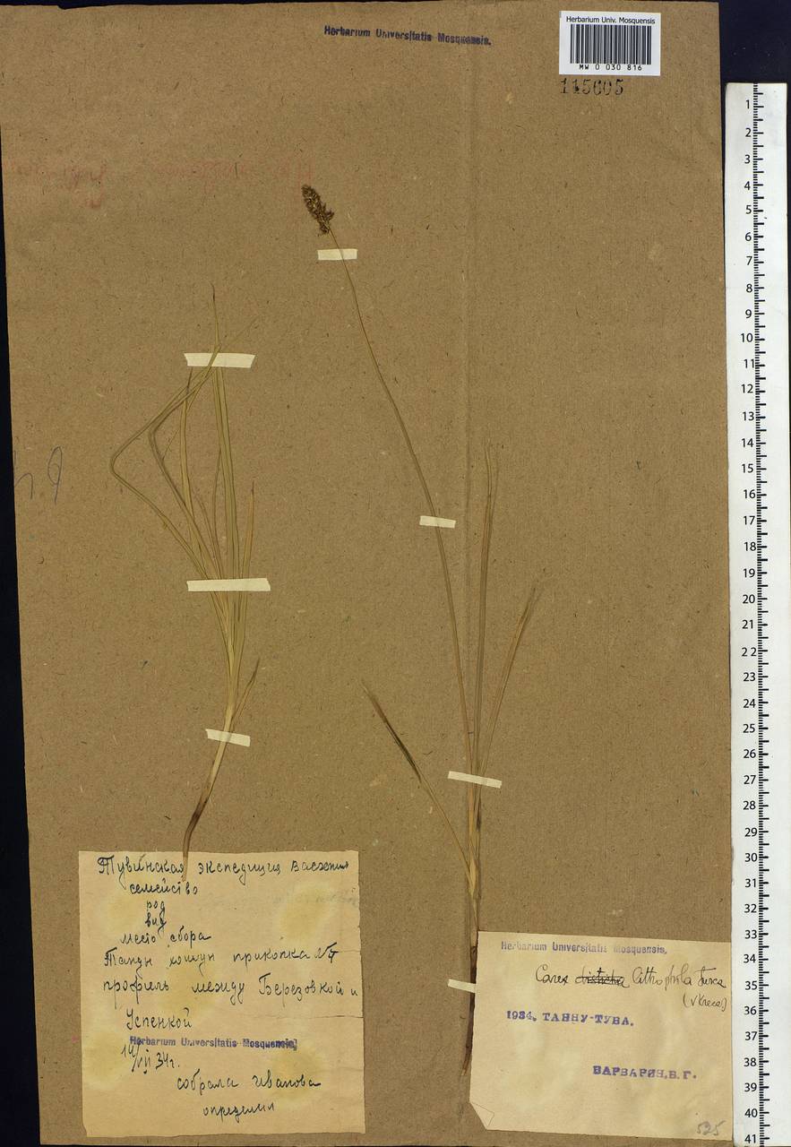 Carex lithophila Turcz., Siberia, Altai & Sayany Mountains (S2) (Russia)