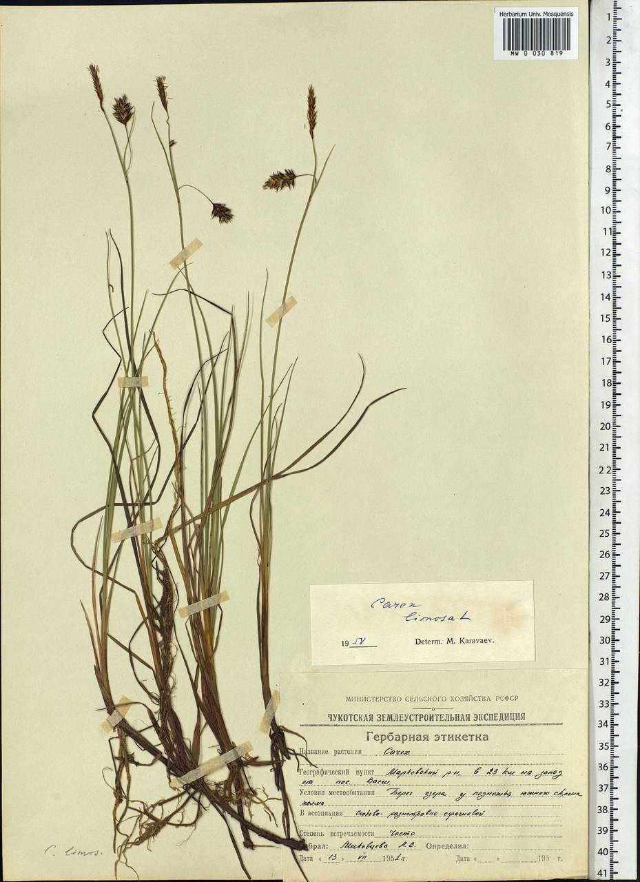 Carex limosa L., Siberia, Chukotka & Kamchatka (S7) (Russia)