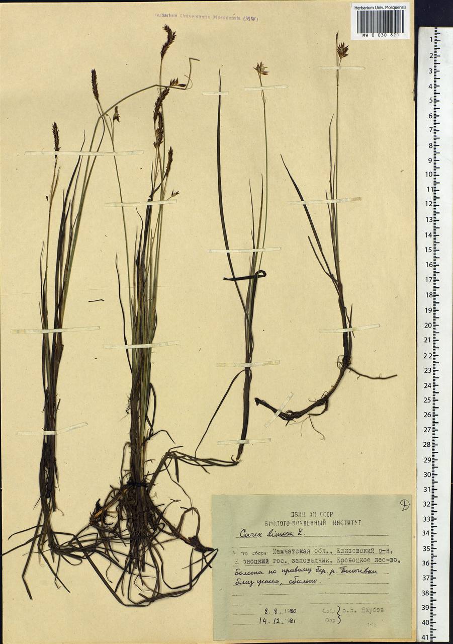 Carex limosa L., Siberia, Chukotka & Kamchatka (S7) (Russia)