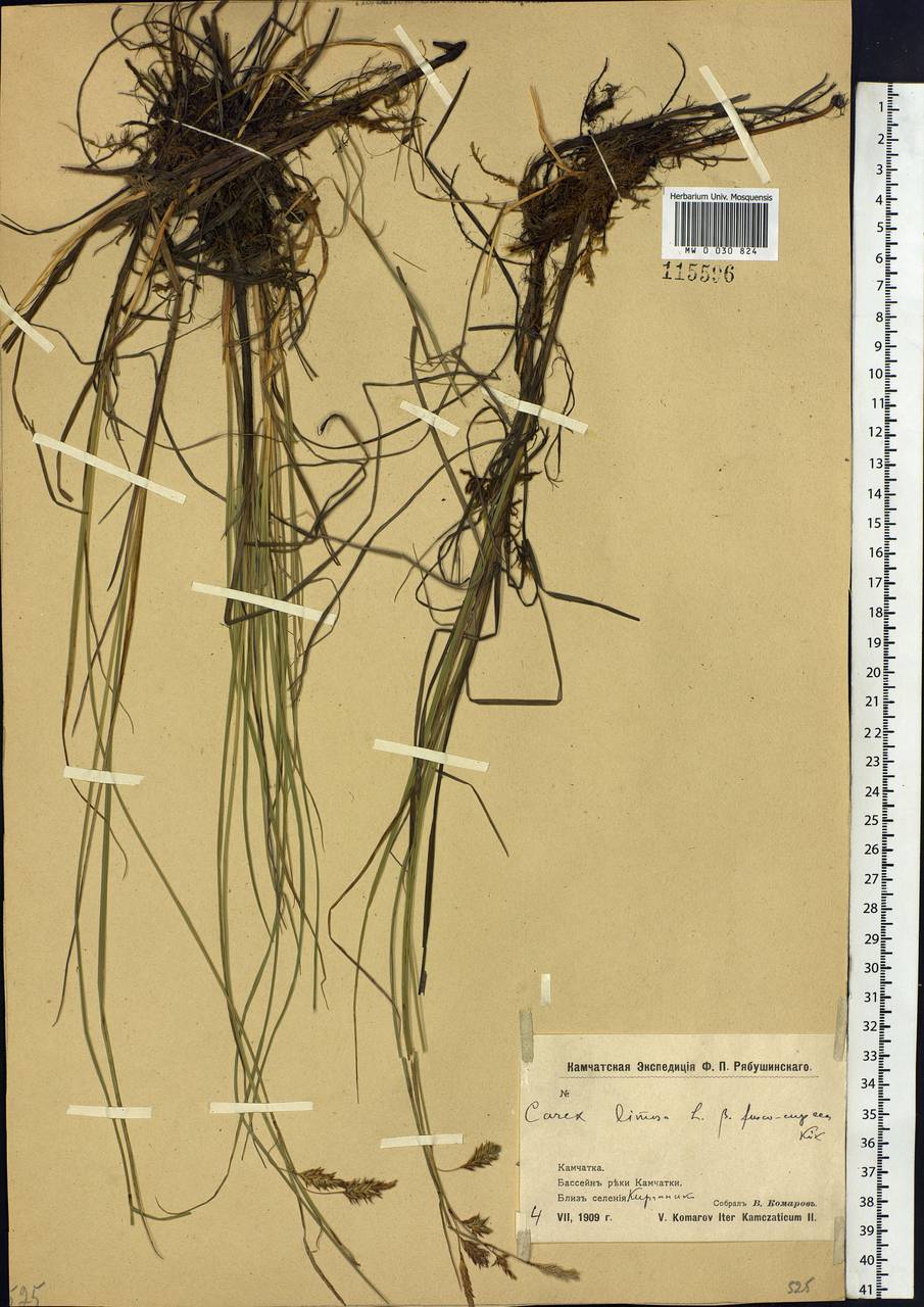 Carex limosa L., Siberia, Chukotka & Kamchatka (S7) (Russia)