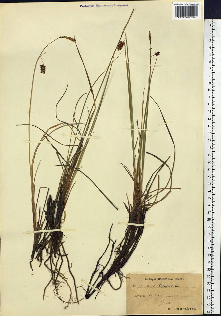 Carex limosa L., Siberia, Chukotka & Kamchatka (S7) (Russia)