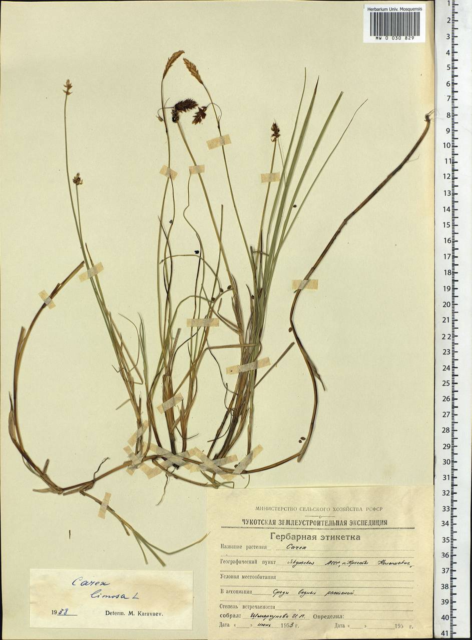 Carex limosa L., Siberia, Yakutia (S5) (Russia)