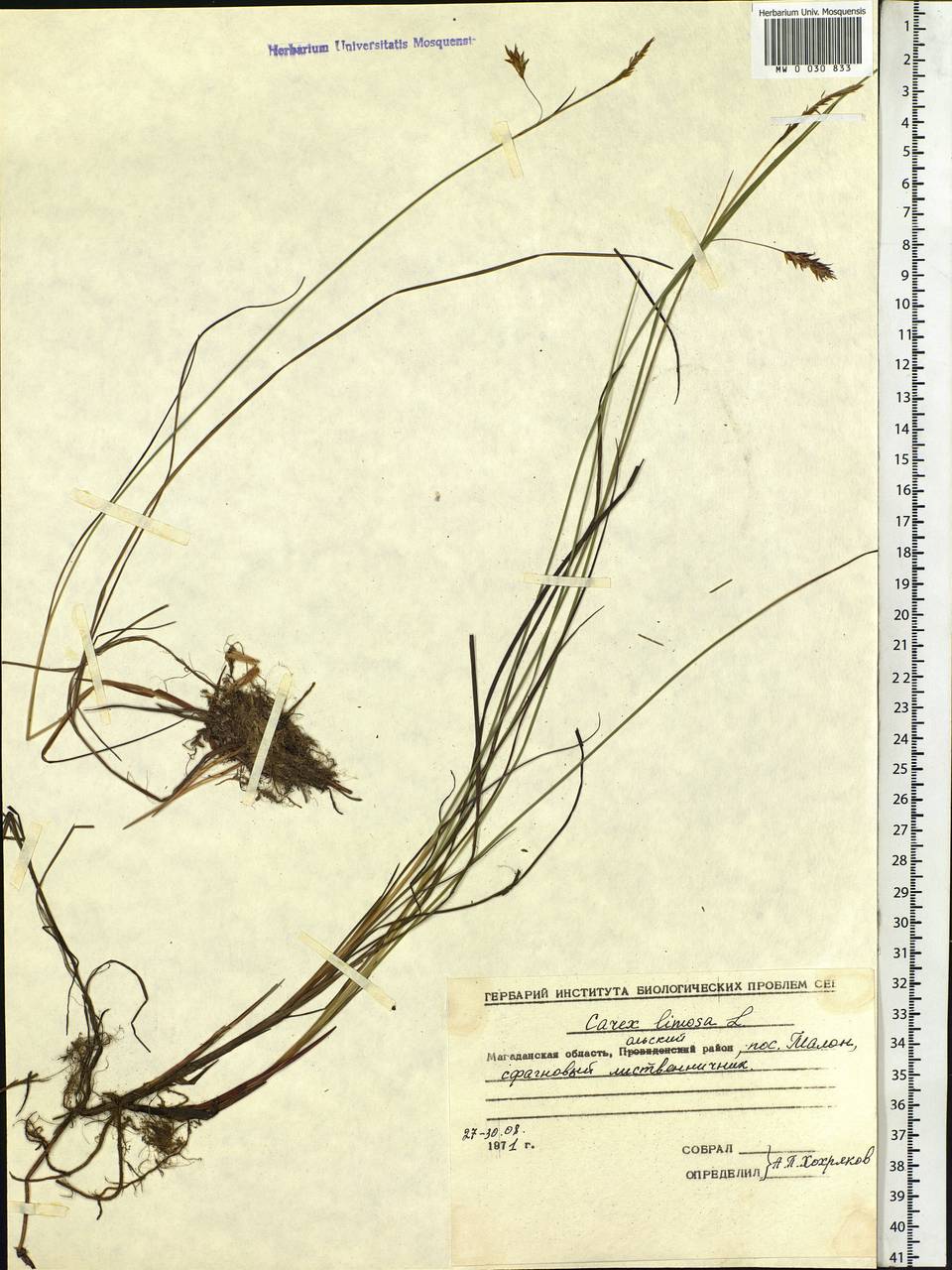 Carex limosa L., Siberia, Chukotka & Kamchatka (S7) (Russia)