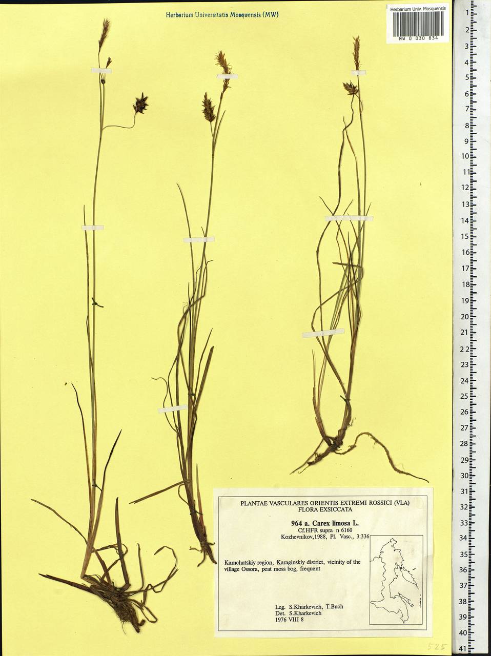 Carex limosa L., Siberia, Chukotka & Kamchatka (S7) (Russia)
