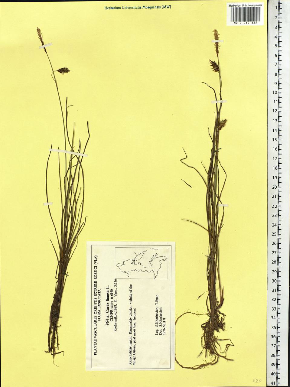 Carex limosa L., Siberia, Chukotka & Kamchatka (S7) (Russia)