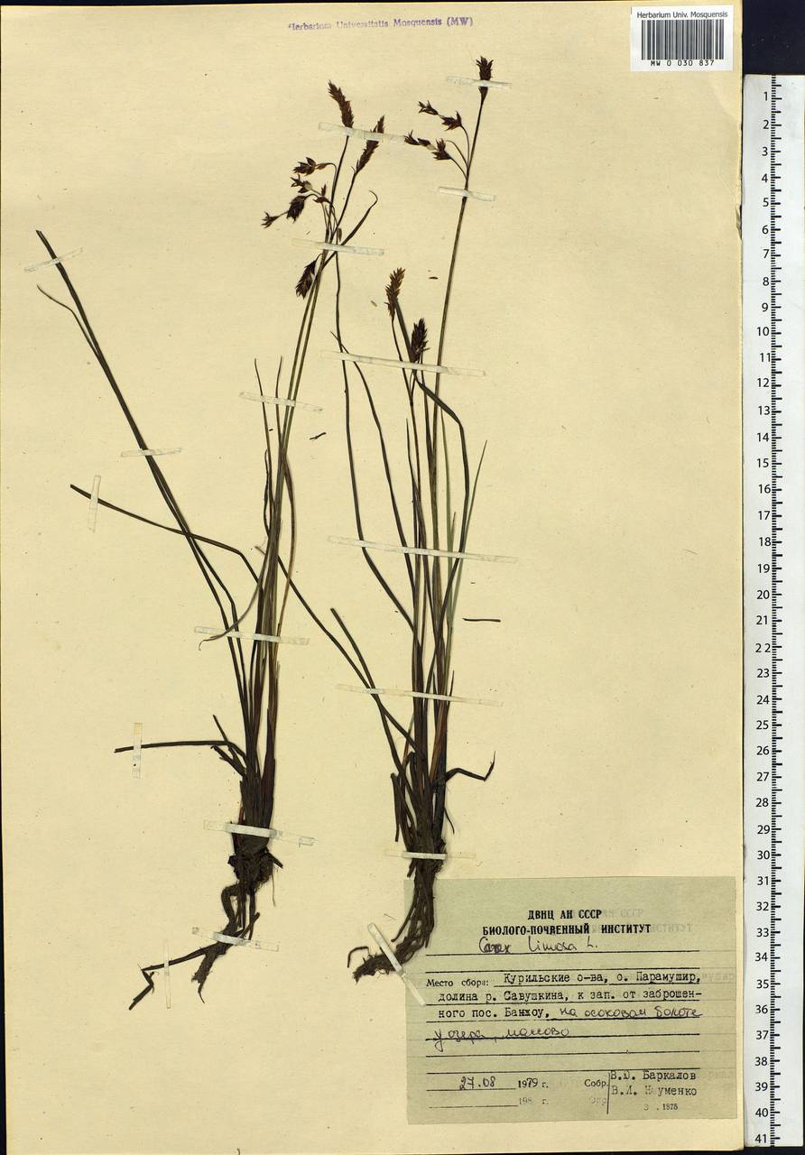 Carex limosa L., Siberia, Russian Far East (S6) (Russia)