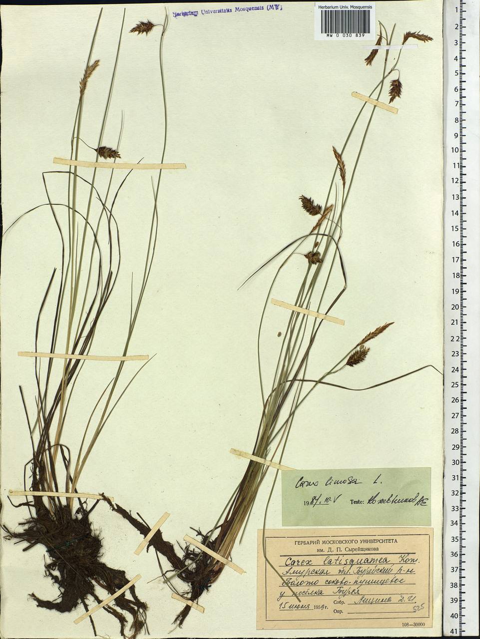 Carex limosa L., Siberia, Russian Far East (S6) (Russia)