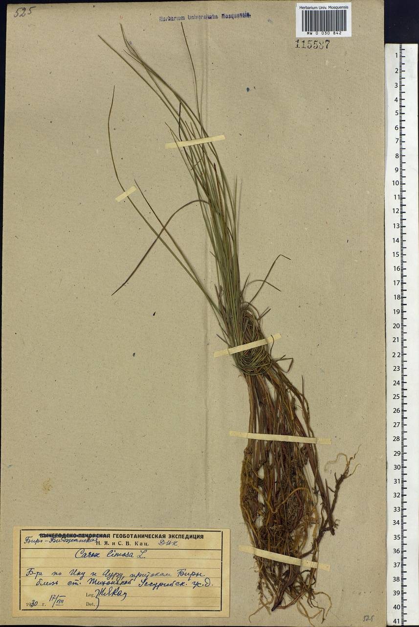 Carex limosa L., Siberia, Russian Far East (S6) (Russia)