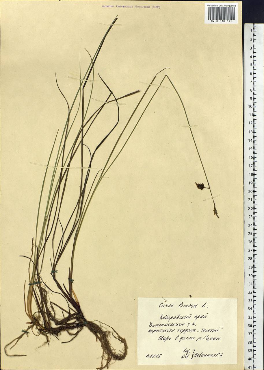 Carex limosa L., Siberia, Russian Far East (S6) (Russia)
