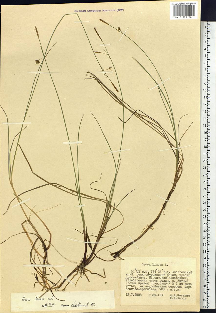 Carex limosa L., Siberia, Russian Far East (S6) (Russia)