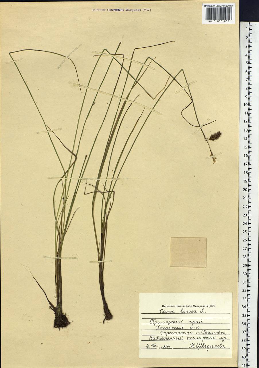 Carex limosa L., Siberia, Russian Far East (S6) (Russia)