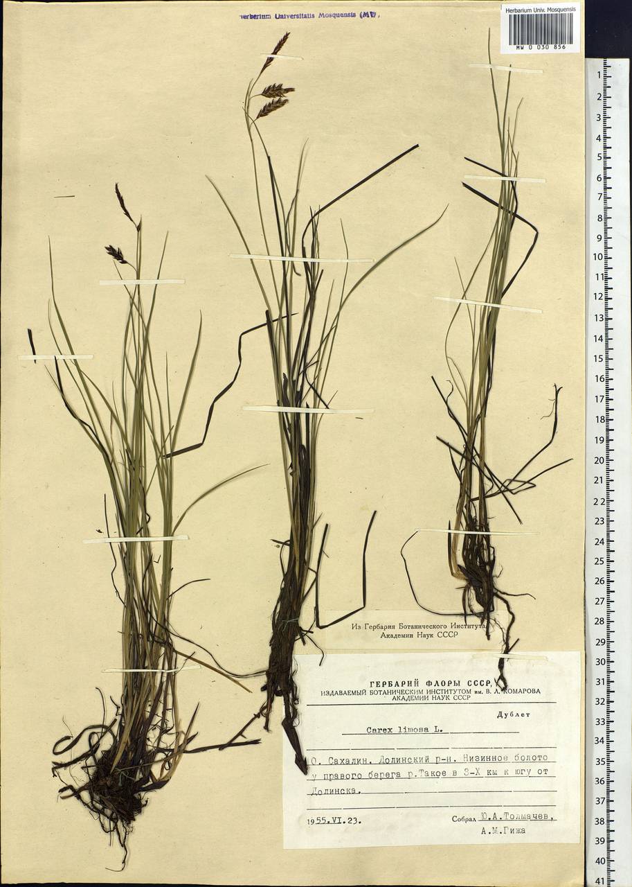 Carex limosa L., Siberia, Russian Far East (S6) (Russia)