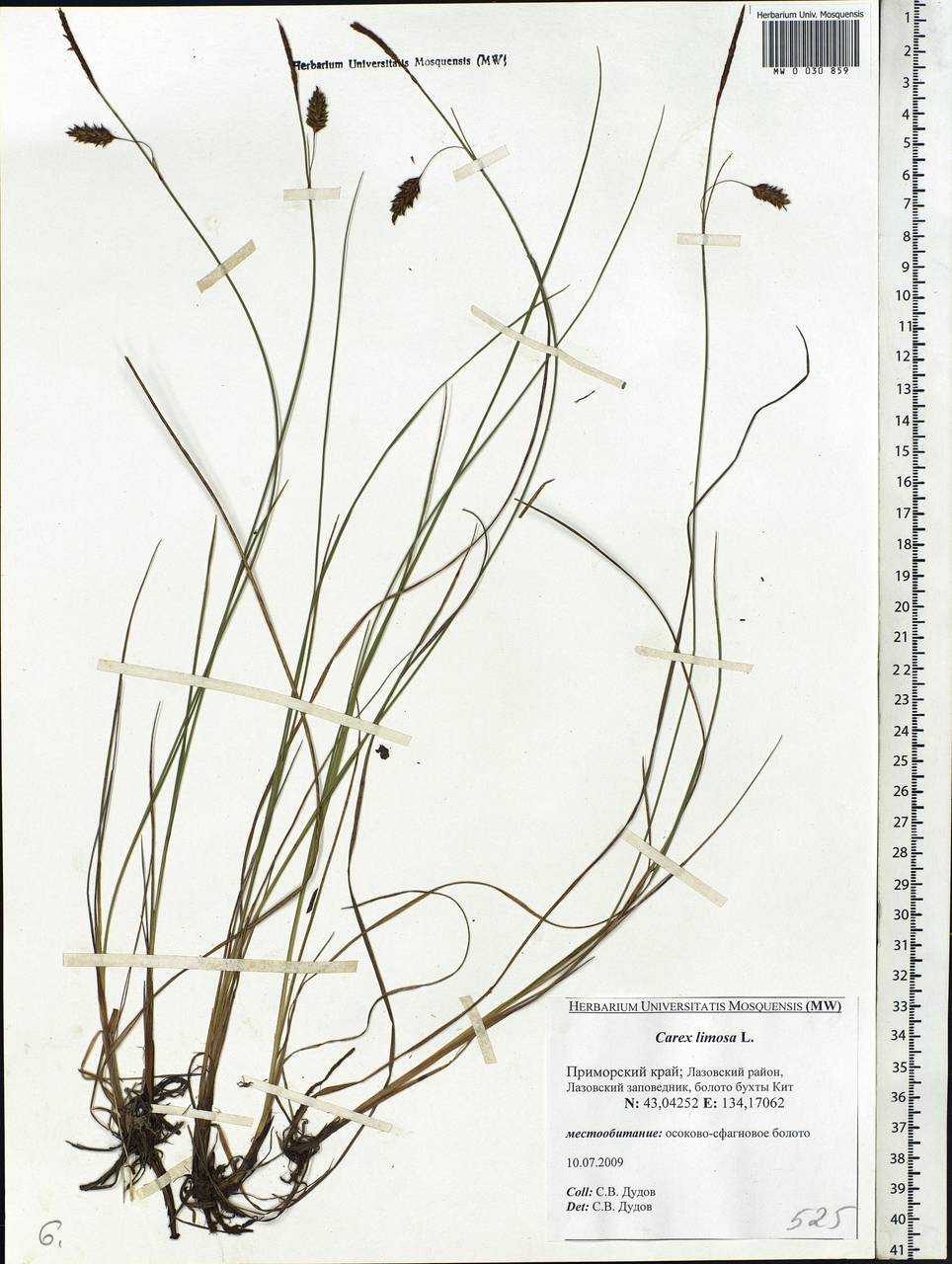 Carex limosa L., Siberia, Russian Far East (S6) (Russia)