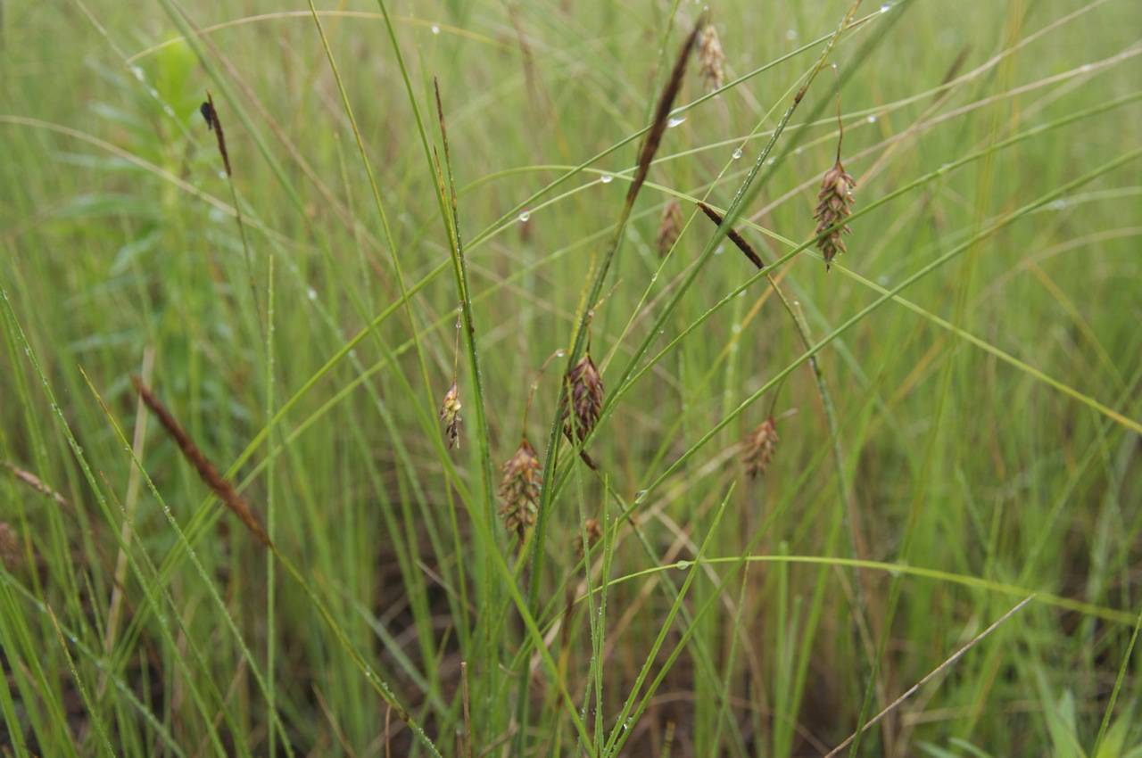 Осока топяная - Carex Limosa