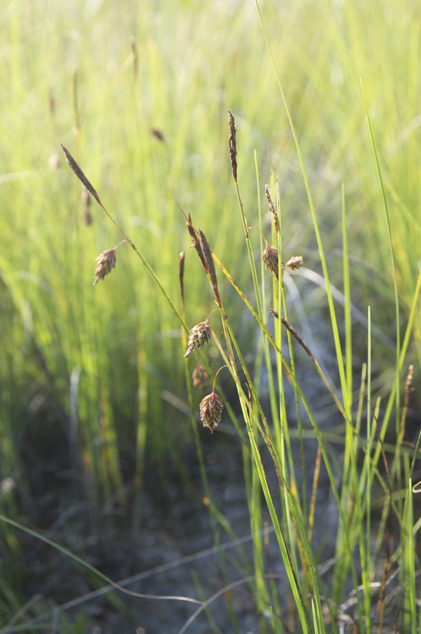 Carex limosa L., Siberia, Russian Far East (S6) (Russia)