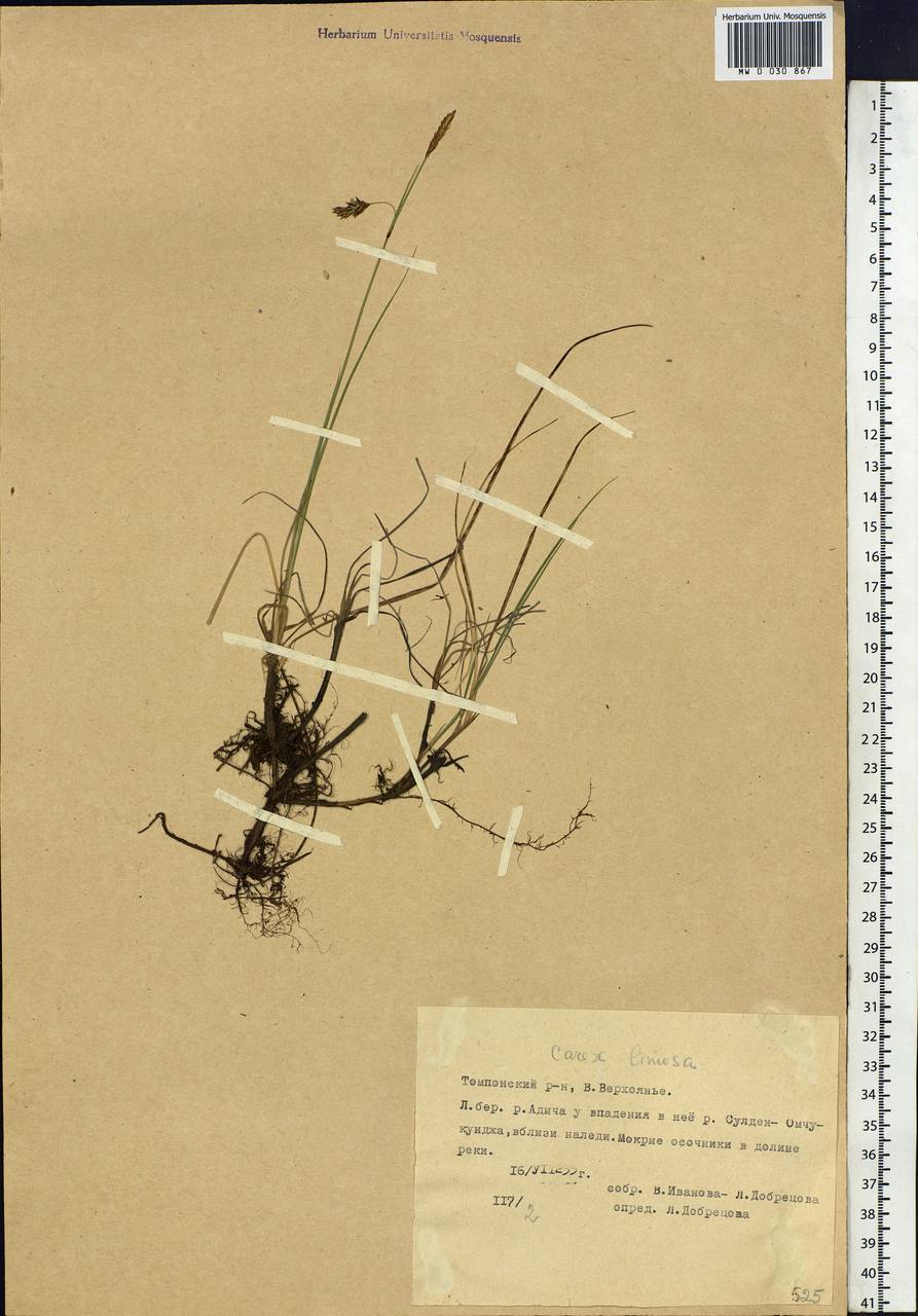 Carex limosa L., Siberia, Yakutia (S5) (Russia)