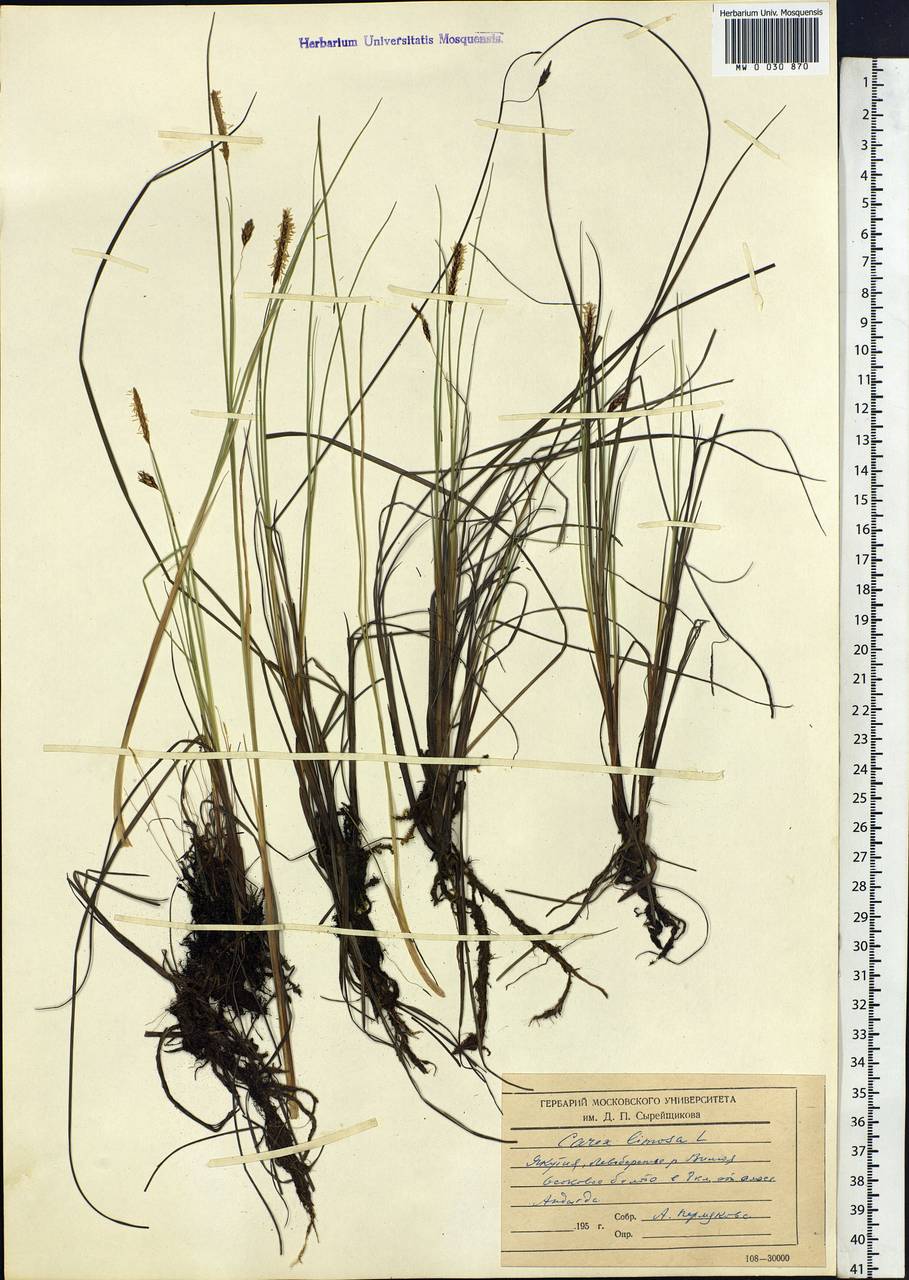 Carex limosa L., Siberia, Yakutia (S5) (Russia)