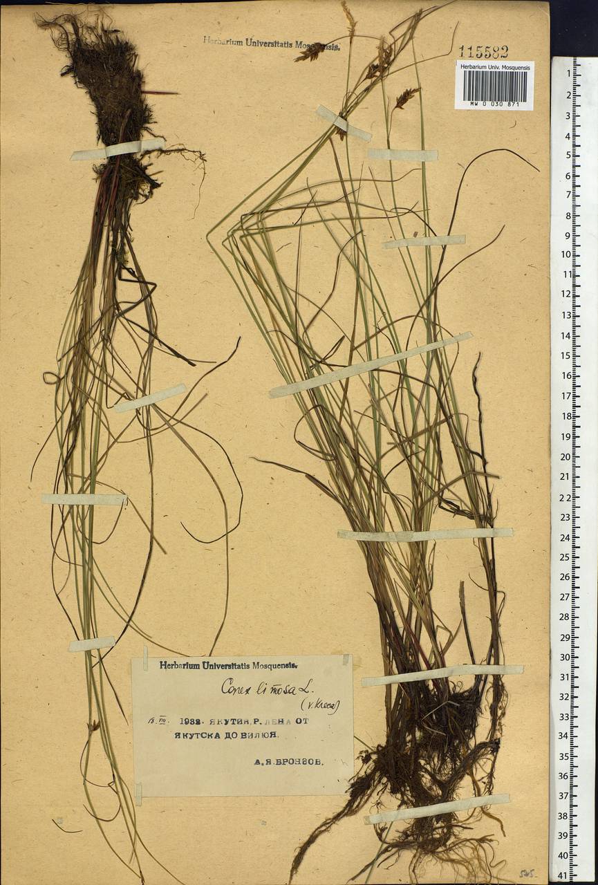 Carex limosa L., Siberia, Yakutia (S5) (Russia)