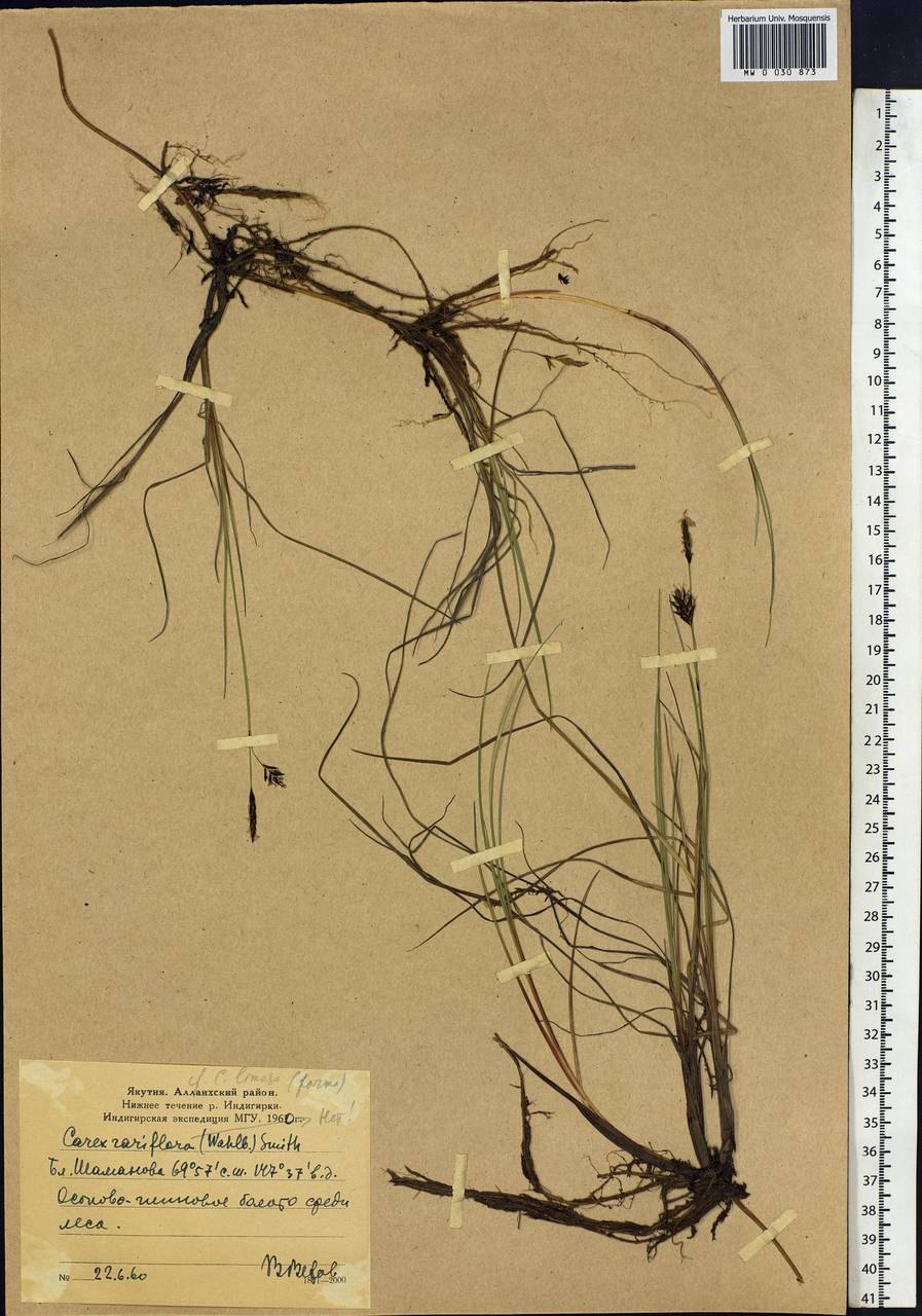 Carex limosa L., Siberia, Yakutia (S5) (Russia)