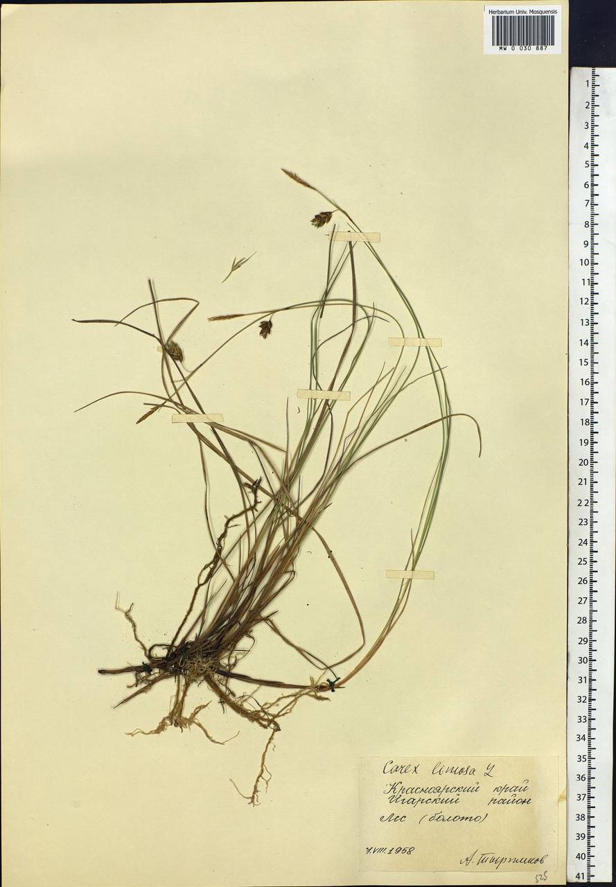 Carex limosa L., Siberia, Central Siberia (S3) (Russia)