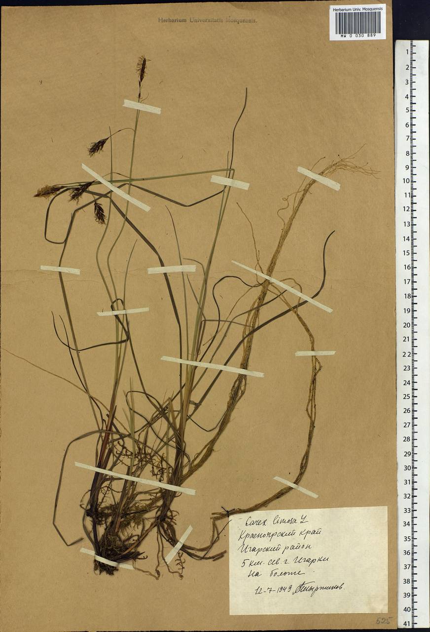 Carex limosa L., Siberia, Central Siberia (S3) (Russia)