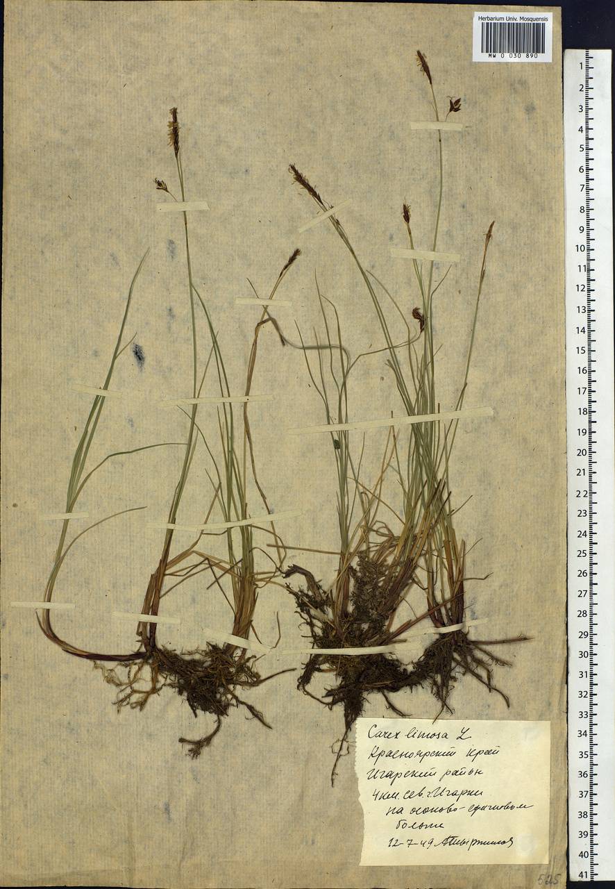 Carex limosa L., Siberia, Central Siberia (S3) (Russia)