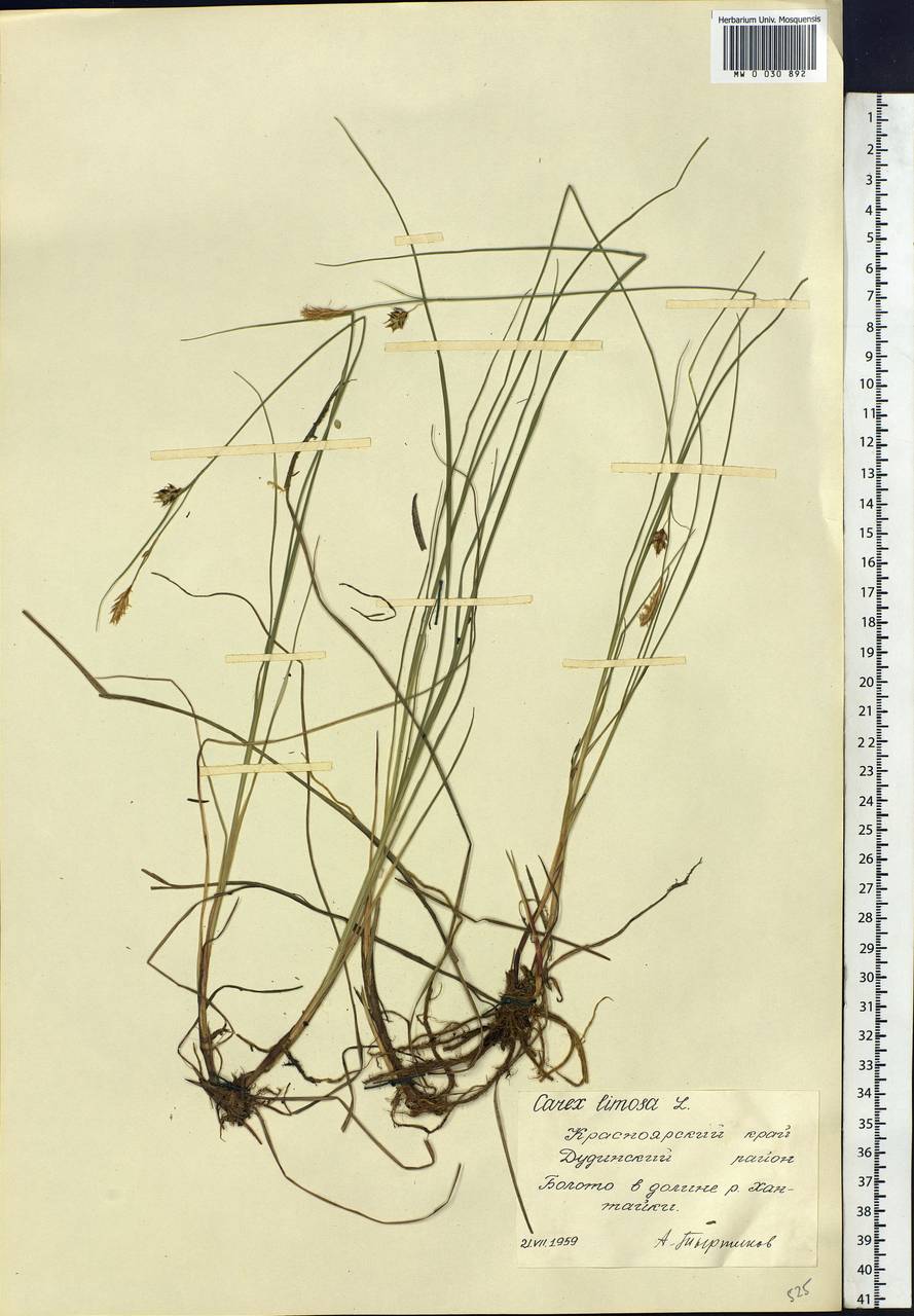 Carex limosa L., Siberia, Central Siberia (S3) (Russia)