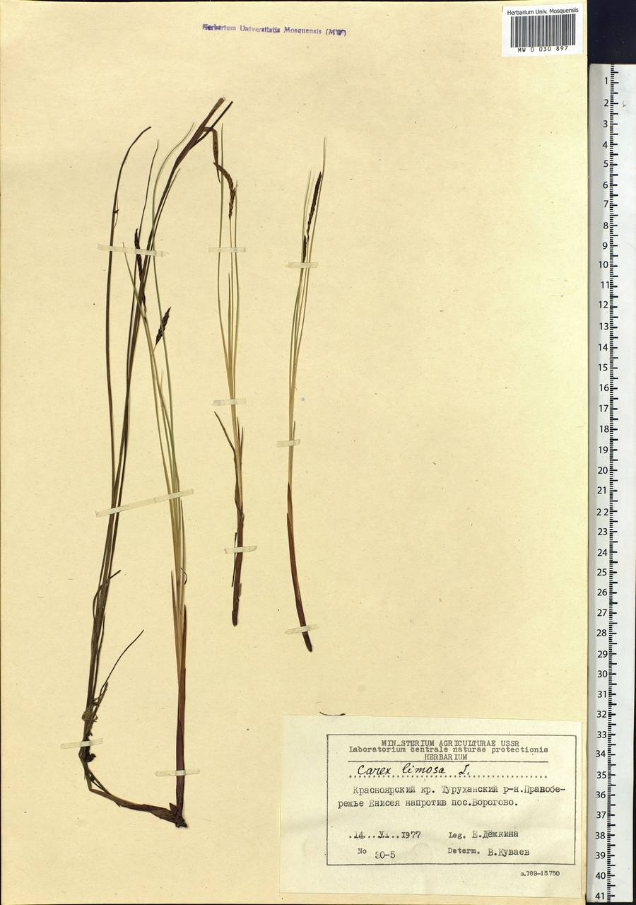 Carex limosa L., Siberia, Central Siberia (S3) (Russia)