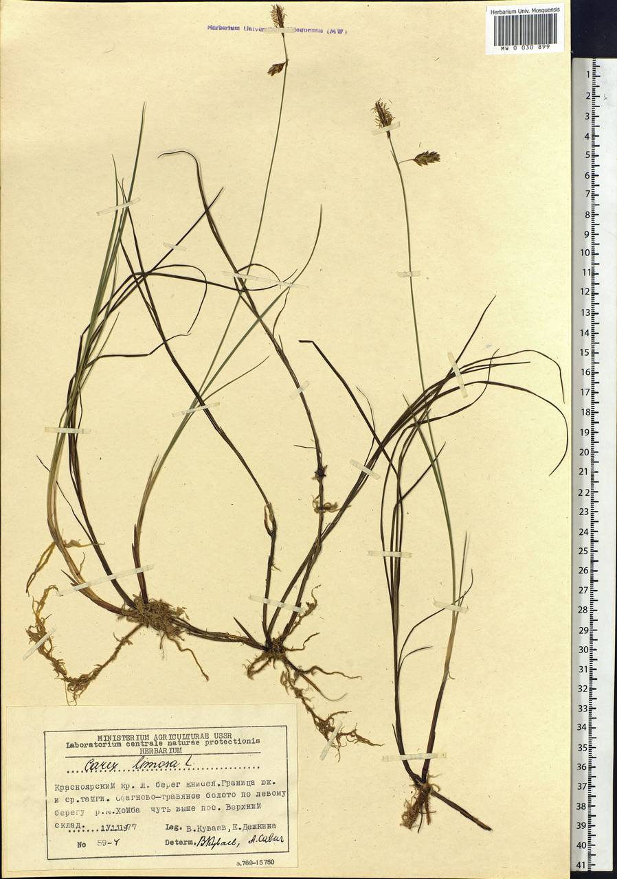 Carex limosa L., Siberia, Central Siberia (S3) (Russia)